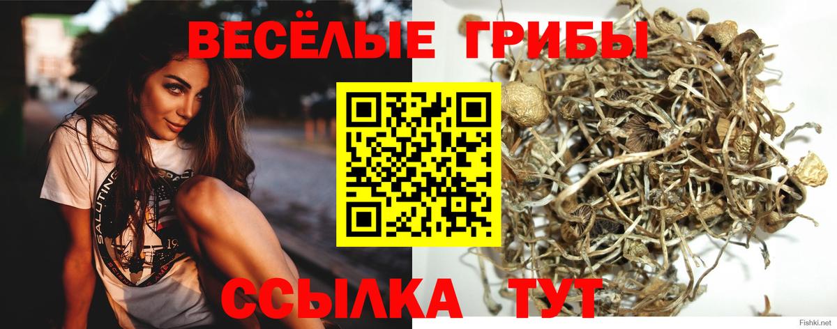Псилоцибиновые грибы Psilocybine cubensis  Вход с VPN  Камышлов 